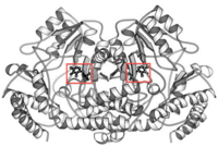 Ribbon Diagram of bsSHMT with bound PLP