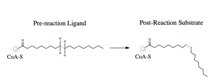 Figure 1. Overall reaction completed by the SCD1 enzyme. It introduces a double bond between carbons 9 and 10 on the ligand Stearoyl CoA, converting it into Oleoyl CoA