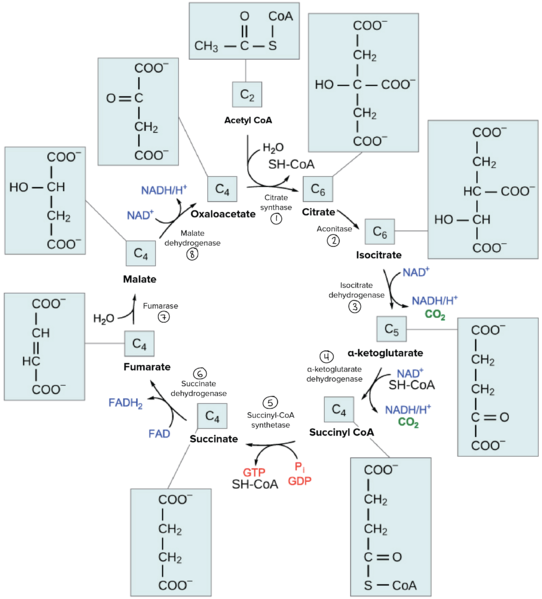 Image:Citric acid cycle.png