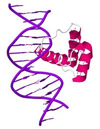 General structure of PDX-1 homeodomain