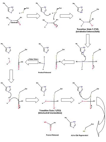 Scheme 1. Proposed catalytic mechanism of the TEV protease.