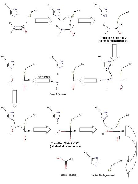 Image:TEVMechanism.jpg