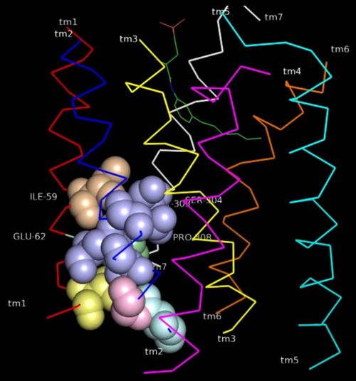 Fig4: Cluster 1 contact links TM-I, II & VII(4.)