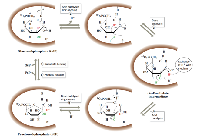 Figure 3. The reaction mechanism of phosphoglucose isomerase. The active site catalytic residues, BH+ and B′, are thought to be Lys and His, respectively.