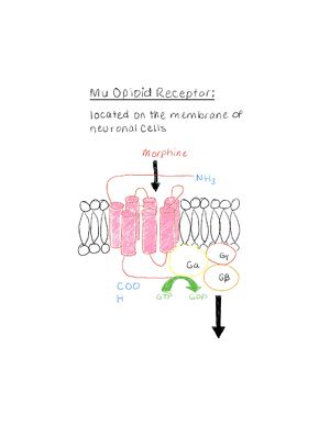 Mu-Opioid Receptor