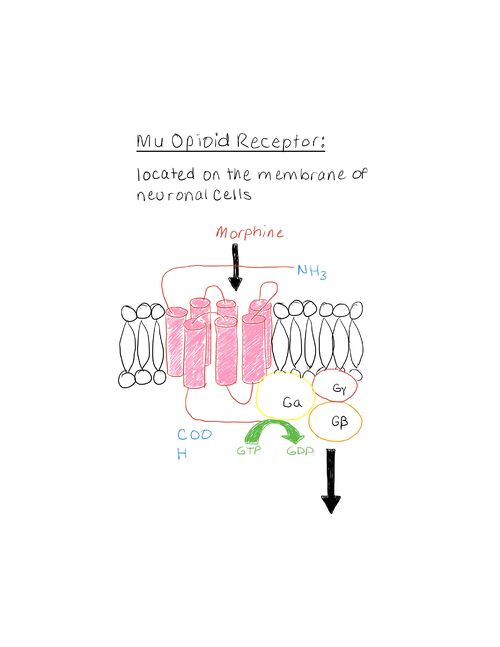 Mu-Opioid Receptor