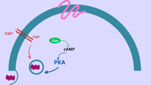 Structure Notation of the RNA of CTX A, CLC RNA Workbench