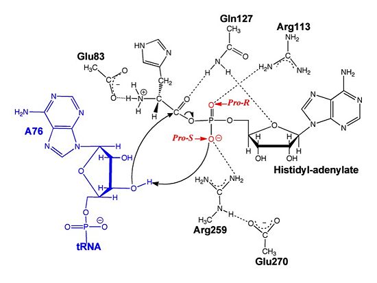 Substrate assisted mechanism catalyzed by histidyl-tRNA synthetase purposed by Francklyn et al.