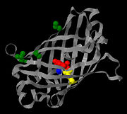 A 3D image of GFP with mutations at F99S, M153T, and V163A displayed in green. Also displayed are the chromophore, glutamate 222 and two water molecules