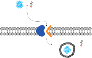 Figure 2. Overall mechanism of NTCP.