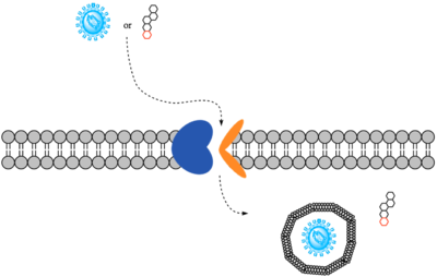 Figure 2. Overall mechanism of NTCP.