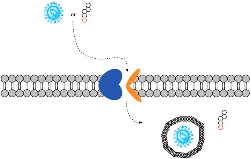 Image:Basic mech NTCP.png