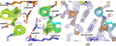 (c) Final ebselen omit map (Fo-Fc) (3 sigma green, 15 sigma blue). Note peaks on seleniums (blue mesh) are 20.5 and 19.6 sigma in this ebselen omit map. (d) Original DIMPLE (Wojdyr et al., 2013) 2Fo-Fc map (1sigma – light blue), and difference map Fo-Fc (3 sigma - orange). For subunit A the DIMPLE refined structure with waters (small red spheres) refined into the density for the ebselen is shown. For the A' subunit the 'final' coordinates (including ebselen) are shown.