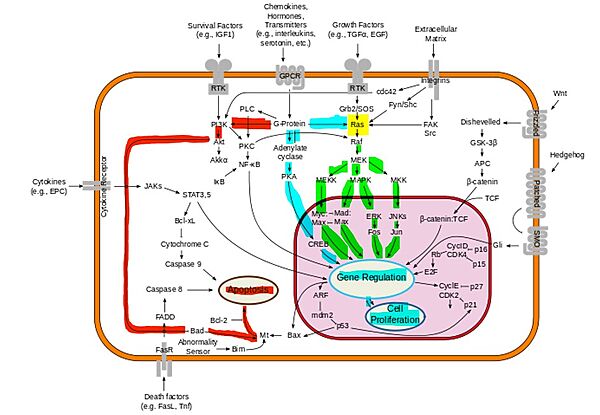 Figure 3: Downstream proliferation of Ras signals have a variety of impacts, including gene regulation, cell proliferation, and cell growth; By cybertory - This file was derived from: Signal transduction v1.png, CC BY-SA 3.0, https://commons.wikimedia.org/w/index.php?curid=12081090