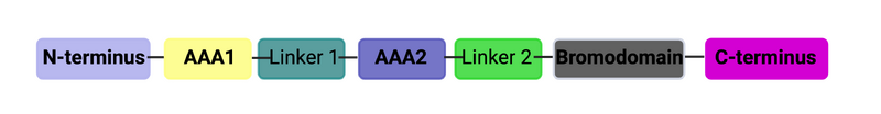 Image:ATAD2B Domain Organization.png
