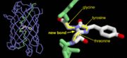 Green fluorescent protein(1ema)