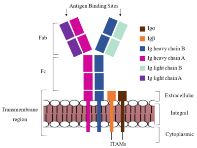 Figure___. IgM BCR Structure Overview. Depiction of the IgM BCR expressed on the membrane of a B cell. Includes all major components including the α/β heterodimer, heavy and light chains, antigen binding sites, and the ITAM region for signal transduction.