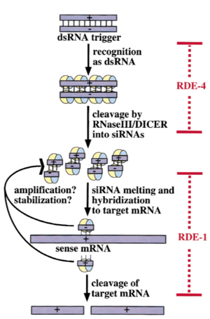 A working model showing roles of RDE-1, RDE-4, and siRNAs in the interference reaction