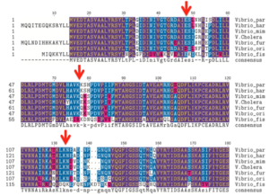 Multiple sequence alignment of seven different Vibrio species. The arrows point out the places that are highly variable between different species.3cfy
