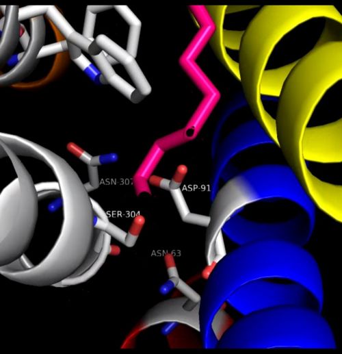 Fig15: Step-3 of receptor activation(2).