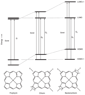 Molecular orbital energy level diagram of porphyrin, chlorin and bacteriochlorin.A very simplified representation of the different electronic transitions is indicated. image from R. E. Molecular Mechanisms of Photosynthesis