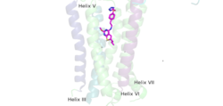 Figure 4.PAM located binding pocket. PAM, JNJ-40411813, is shown in magenta and colored by atom type, four labelled binding helices (III, V, VI, and VII) create the binding pocket in the 7TM region for PAM binding. PAM binding promotes G-protein activation by mGLu2.
