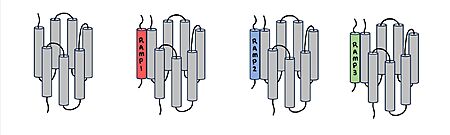 Figure 1. Three different RAMPs to compose AMY1R, AMY2R, and AMY3R when associated with the calcitonin receptor (shown in grey). RAMP1 is red, RAMP2 is blue, and RAMP3 is green.