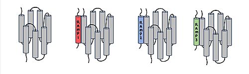 Figure 1. Three different RAMPs to compose AMY1R, AMY2R, and AMY3R when associated with the calcitonin receptor (shown in grey). RAMP1 is in red, RAMP2 is in blue, and RAMP3 is in green.
