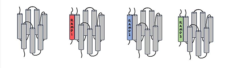 Image:RAMP diagram.jpg