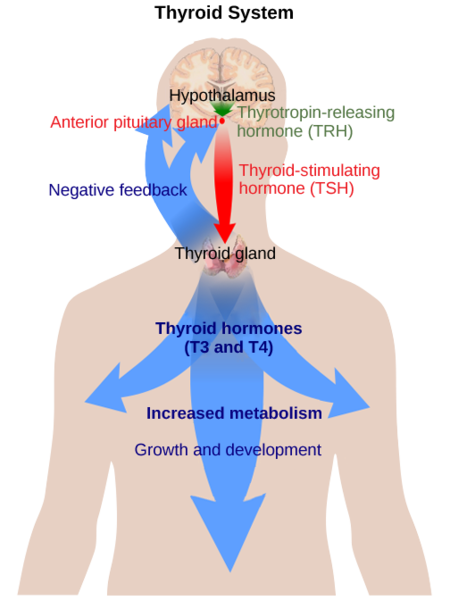 Image:TSH system1.png