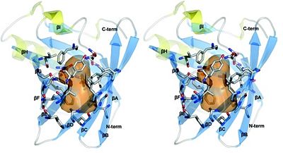 Figure 2: Structure of trichosurin and its cavity