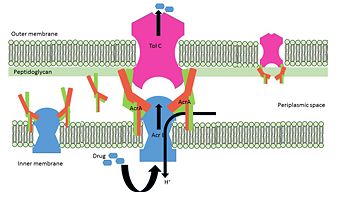Schematic representation of free AcrA; bipartite complex between AcrA-AcrB, AcrA-TolC; Tripartite complex between AcrAB-TolC.Figure modified from Qiang Ge et al, 2009