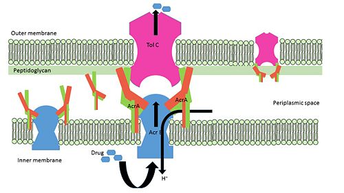 Schematic representation of free AcrA; bipartite complex between AcrA-AcrB, AcrA-TolC; Tripartite complex between AcrAB-TolC.Figure modified from Qiang Ge et al, 2009