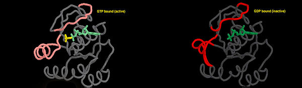 Active and Inactive Ras protein