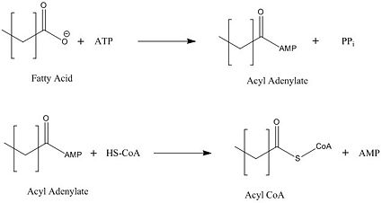 Figure 2: Representation of the two-step reaction catalyzed by FadD13