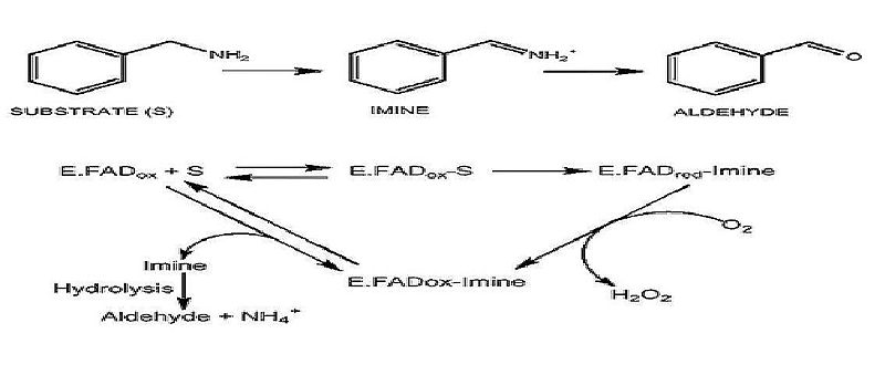Image:Figures for proteopedia.jpg