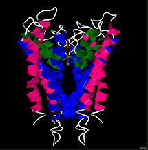 Structure of the voltage gated potassium channel isolated from the bacteria Streptomyces lividans (1bl8)
