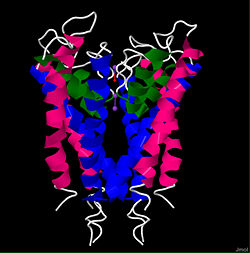 Structure of the voltage gated potassium channel isolated from the bacteria Streptomyces lividans (1BL8)