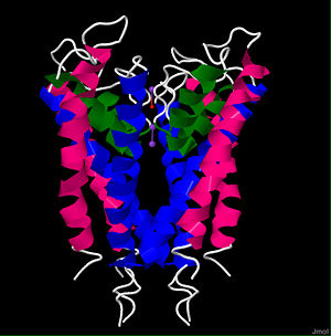 3D image of the voltage gated potassium channel isolated from the bacteria Streptomyces lividans (1BL8)