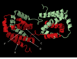 The four-helix bundle. Image built in PyMOL using PDB 2H24