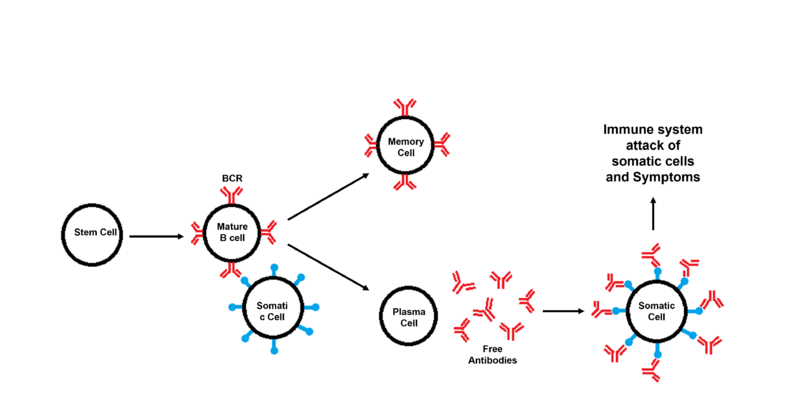 Image:BCELL DIAGRAM.png