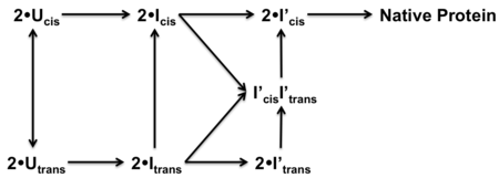 Protein folding pathway of KSI. (U) Unfolded protein. (I) Monomer intermediate. (I') Dimerized intermediate.