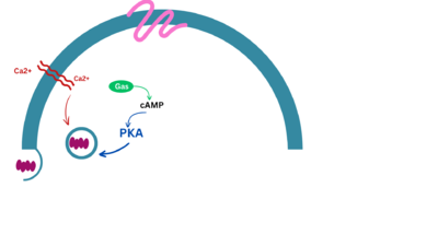 Pathway of Insulin Secretion through GLP-1 Receptor