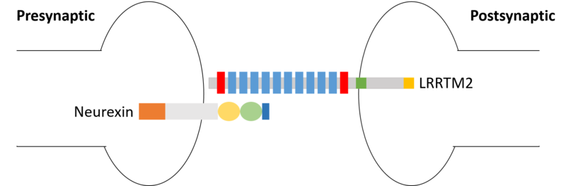 Image:LRRTM2+neurexin.png