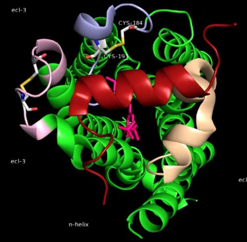 Fig8: N-Helix and Extra-Cellular Loops(ECLs)(4).