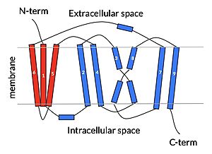cartoon depiction of NTCP topology