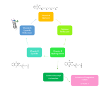 Figure 2. Overview of Vitamin K Cycle: The cycle begins with Vitamin K Quinone. Vitamin K Quinone is reduced by enzyme Quinone Reductase. This leaves Vitamin K Hydroquinone which can either lead to Gamma Carboxylase activity that will activate Blood Coagulation Factors II, VII, IX, and X. After this, Vitamin K Epoxide is left over. Vitamin K Epoxide is reduced by the enzyme Vitamin K Epoxide Reductase to reform Vitamin K Quinone.