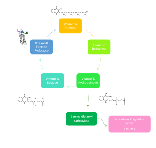 Figure 1. Overview of Vitamin K Cycle: The cycle begins with Vitamin K Quinone. Vitamin K Quinone is reduced by enzyme Quinone Reductase. This leaves Vitamin K Hydroquinone which can either lead to Gamma Carboxylaseactivity that will activate Blood Coagulation Factors II, VII, IX, and X. After this, Vitamin K Epoxide is left over. Vitamin K Epoxide is reduced by the enzyme Vitamin K Epoxide Reductase to reform Vitamin K Quinone.