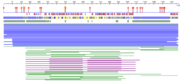 Figure 3. The entire ATAD2b protein sequenced using PredictProtein software. Diamonds represent protein binding, circles represent nucleosome binding. Red boxes are alpha helix, blue boxes beta sheet.