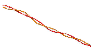 Tropomyosin: Coiled-Coil Dimer of two alpha helices (1C1G)